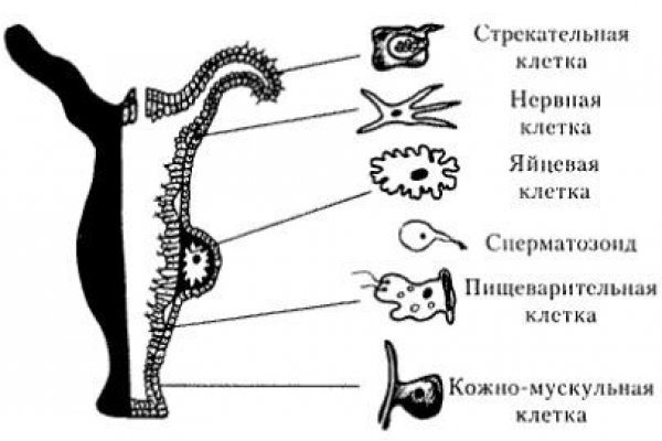 Площадки в даркнете